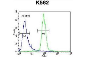 Flow cytometric analysis of K562 cells using hCG_2024410 Antibody (C-term) Cat. (hCG_2024410 (AA 187-215), (C-Term) anticorps)