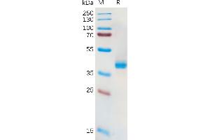Human A11 Protein, hFc Tag on SDS-PAGE under reducing condition.