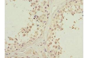 Immunohistochemistry of paraffin-embedded human testis tissue using ABIN7163172 at dilution of 1:100