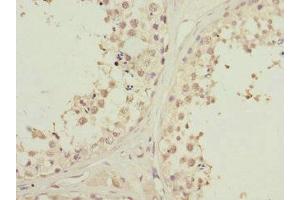 Immunohistochemistry of paraffin-embedded human testis tissue using ABIN7163172 at dilution of 1:100
