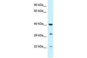 Image no. 1 for anti-Galactokinase 1 (GALK1) (AA 219-268) antibody (ABIN6747604) (GALK1 anticorps  (AA 219-268))