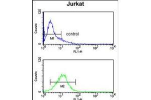 Flow cytometry analysis of Jurkat cells (bottom histogram) compared to a negative control cell (top histogram). (Myosin IA anticorps  (AA 276-304))