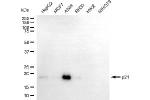 Western blotting analysis using p21 antibody (ABIN7798222). (Recombinant p21 anticorps)