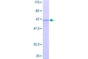 Lysophosphatidic Acid Receptor 2 (LPAR2) (AA 1-351) protein (GST tag)