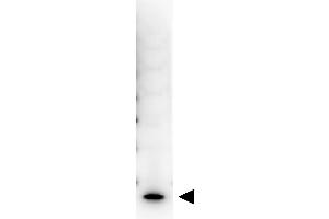 Western Blot showing detection of Human IL-7. (IL-7 anticorps  (Biotin))