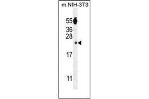 Western blot analysis of FAM96A Antibody (C-term) in mouse NIH-3T3 cell line lysates (35ug/lane). (FAM96A anticorps  (C-Term))