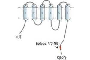 Solute Carrier Family 30 (Zinc Transporter), Member 1 (SLC30A1) peptide
