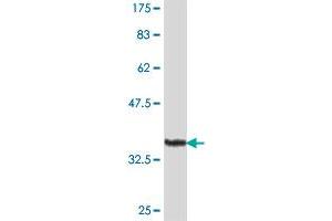 Western Blot detection against Immunogen (36.