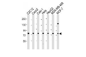 All lanes : Anti-L Antibody (N-Term) at 1:2000 dilution Lane 1: C2C12 whole cell lysate Lane 2: Caco2 whole cell lysate Lane 3: Caki-1 whole cell lysate Lane 4: Hela whole cell lysate Lane 5: HepG2 whole cell lysate Lane 6: MDA-MB-468 whole cell lysate Lane 7: MCF-7 whole cell lysate Lysates/proteins at 20 μg per lane. (LPP anticorps  (AA 32-66))