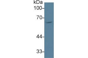 Detection of SCARB1 in Human HepG2 cell lysate using Polyclonal Antibody to Scavenger Receptor Class B Member 1 (SCARB1)