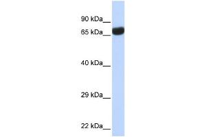 WB Suggested Anti-TPTE Antibody Titration:  0. (TPTE anticorps  (Middle Region))