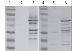 Western Blot testing of MLV-gag antibody. (MLV p30 anticorps)