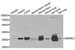 Western Blotting (WB) image for anti-Ankyrin Repeat Domain 1 (Cardiac Muscle) (ANKRD1) antibody (ABIN1980271) (ANKRD1 anticorps)