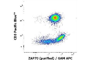 Flow cytometry multicolor intracellular staining of human peripheral whole blood stained using anti-ZAP70 (ZAP-03) purified antibody (concentration in sample 9 μg/mL, GAM APC) and anti-human CD3 (UCHT1) Pacific Blue antibody (20 μL reagent / 100 μL of peripheral whole blood).