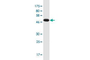 Western Blot detection against Immunogen (49 KDa) .