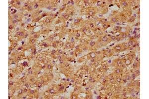 IHC image of ABIN7160488 diluted at 1:600 and staining in paraffin-embedded human liver tissue performed on a Leica BondTM system. (Myeloperoxidase anticorps  (AA 165-278))