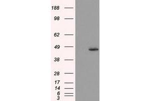 Western Blotting (WB) image for anti-Mitochondrial Translational Release Factor 1-Like (MTRF1L) antibody (ABIN1498696) (MTRF1L anticorps)