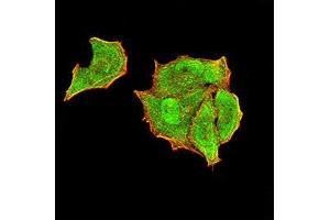 Immunofluorescence analysis of Hela cells using PTPN14 mouse mAb (green). (PTPN14 anticorps  (AA 896-1169))