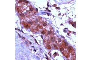 Human testis stained with Anti-Apaf-1 antibody (APAF1 anticorps  (C-Term))