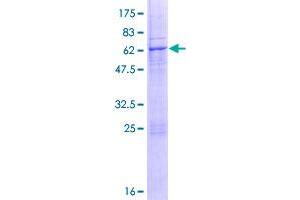 Image no. 1 for Lectin, Mannose-Binding 2 (LMAN2) (AA 1-356) protein (GST tag) (ABIN1309489)