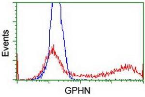 Flow Cytometry (FACS) image for anti-Gephyrin (GPHN) antibody (ABIN1498425)
