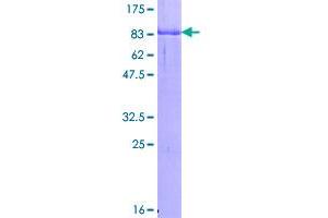 Image no. 1 for Glycogenin 2 (GYG2) (AA 1-470) protein (GST tag) (ABIN1306242)