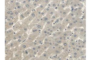 IHC-P analysis of Human Liver Tissue, with DAB staining. (ERBB4 anticorps  (AA 29-278))