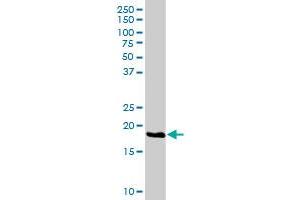 HSPC111 MaxPab rabbit polyclonal antibody.