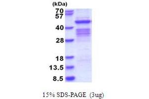 SDS-PAGE (SDS) image for Pregnancy Specific beta-1-Glycoprotein 1 (PSG1) (AA 35-419) protein (His tag) (ABIN5853705)