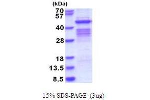 SDS-PAGE (SDS) image for Pregnancy Specific beta-1-Glycoprotein 1 (PSG1) (AA 35-419) protein (His tag) (ABIN5853705)
