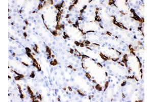 Anti- Band 3 Picoband antibody,IHC(P) IHC(P): Rat Kidney Tissue (Band 3/AE1 anticorps  (AA 28-365))