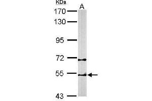 WB Image Sample (50 ug of whole cell lysate) A: Mouse brain 7.
