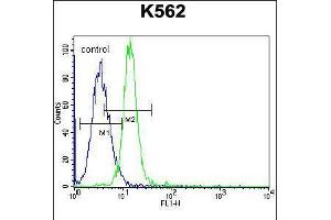 Flow cytometric analysis of K562 cells (right histogram) compared to a negative control cell (left histogram).