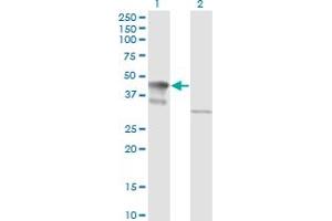 Western Blot analysis of MAPK3 expression in transfected 293T cell line by MAPK3 monoclonal antibody (M05), clone 3D6. (ERK1 anticorps  (AA 279-379))