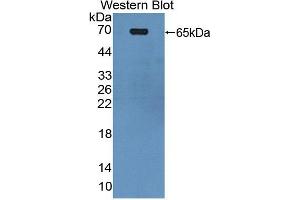 Figure. (PUF60 anticorps  (AA 226-549))