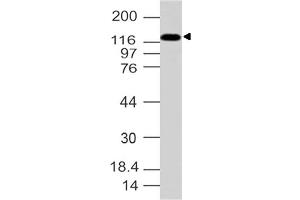 Image no. 1 for anti-Adaptor-Related Protein Complex 3, delta 1 Subunit (AP3D1) (AA 400-680) antibody (ABIN5027028) (AP3D1 anticorps  (AA 400-680))