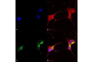 Immunocytochemistry/Immunofluorescence analysis using Mouse Anti-KCNQ1 Monoclonal Antibody, Clone N37A/10 (ABIN2483169).