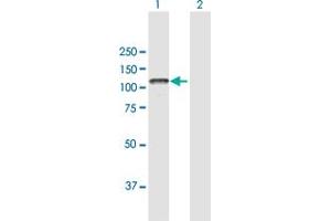 Western Blot analysis of PTPRN expression in transfected 293T cell line by PTPRN MaxPab polyclonal antibody.