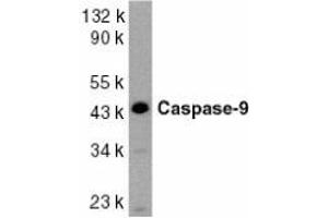 Western blot analysis of caspase-9 in HeLa whole cell lysate with AP30206PU-N Caspase-9 antibody at 1/1000 dilution (Caspase 9 anticorps  (Intermediate Domain 2))