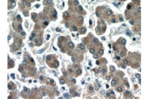 Immunohistochemistry (IHC) image for anti-Hepatic and Glial Cell Adhesion Molecule (HEPACAM) antibody (ABIN2932707) (HEPACAM anticorps)