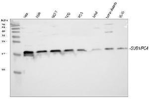 Western blot analysis of PC4/SUB1 using anti-PC4/SUB1 antibody (ABIN4886733).