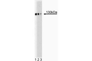Western blot analysis of GM130 cells on rat brain lysate. (Golgin A2 (GOLGA2) (AA 869-982) anticorps)