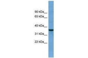Image no. 1 for anti-beta-Site APP-Cleaving Enzyme 2 (BACE2) (AA 71-120) antibody (ABIN6743441)