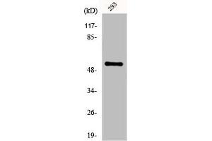 Western Blot analysis of 293 cells using Fgl2 Polyclonal Antibody (FGL2 anticorps  (N-Term))