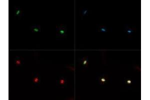 Immunofluorescence of Rabbit Anti-Histone H3 [Monomethyl Lys36] Antibody.