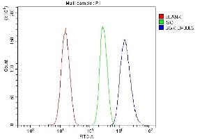 Flow Cytometry analysis of SiHa cells using anti-SGK1 antibody (ABIN7603118). (SGK1 anticorps  (N-Term))