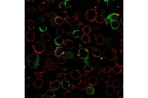 Immunofluorescence staining of K562 cells using LMO2 Recombinant Rabbit Monoclonal Antibody (LMO2/3147R) followed by goat anti-rabbit IgG conjugated to CF488 (green). (Recombinant LMO2 anticorps  (AA 23-140))
