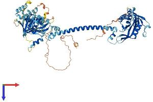 AlphaFold protein structure predicition of Human Recombinant GUCY1A1 Protein, UniprotID Q02108