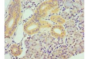 Immunohistochemistry of paraffin-embedded human pancreatic tissue using ABIN7172813 at dilution of 1:100