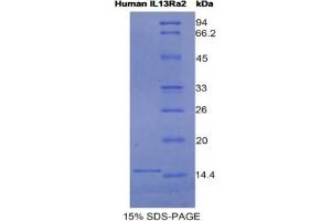 SDS-PAGE analysis of Human IL13Ra2 Protein. (IL13RA2 Protéine)